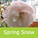 Bare Root Spring Snow (Beni-tamanishiki) Japanese Flowering Cherry Tree, SMALL TREE + AUTUMN COLOURS **FREE UK MAINLAND DELIVERY + FREE 100% TREE WARRANTY**